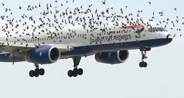 1.000 tỉ đồng cho dự án đuổi chim của Cục hàng không 9